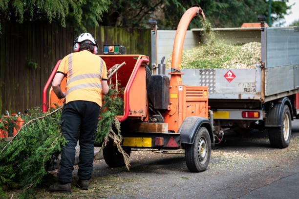 Professional Tree Service in Falmouth, VA